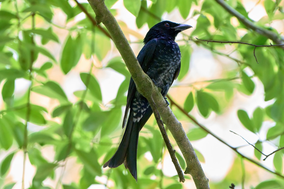 Crow-billed Drongo - ML630393814