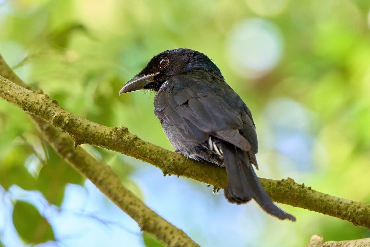 Crow-billed Drongo - ML630393816