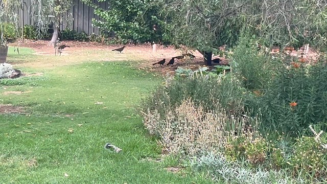 White-winged Chough - ML630393858