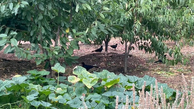 White-winged Chough - ML630393859