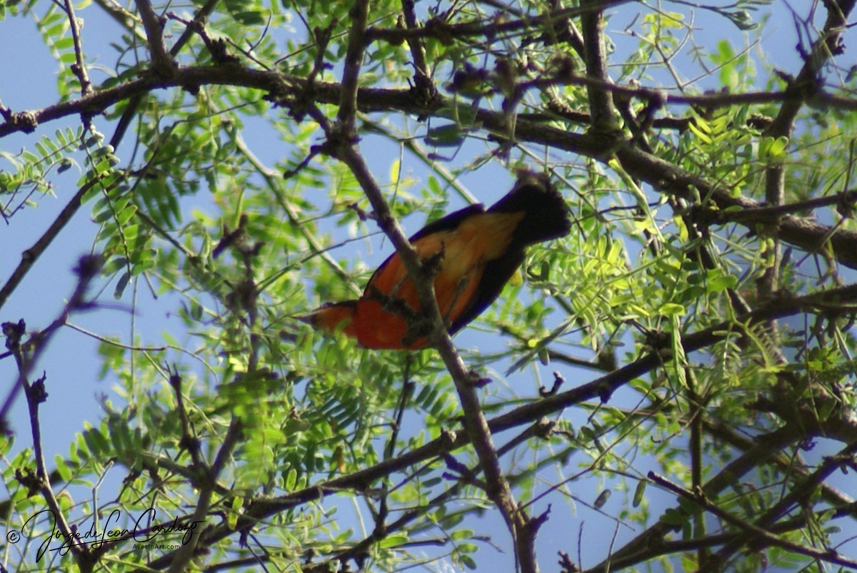 Crimson-breasted Finch - ML630394054
