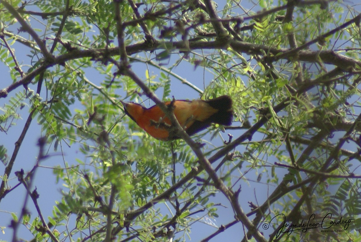 Crimson-breasted Finch - ML630394055