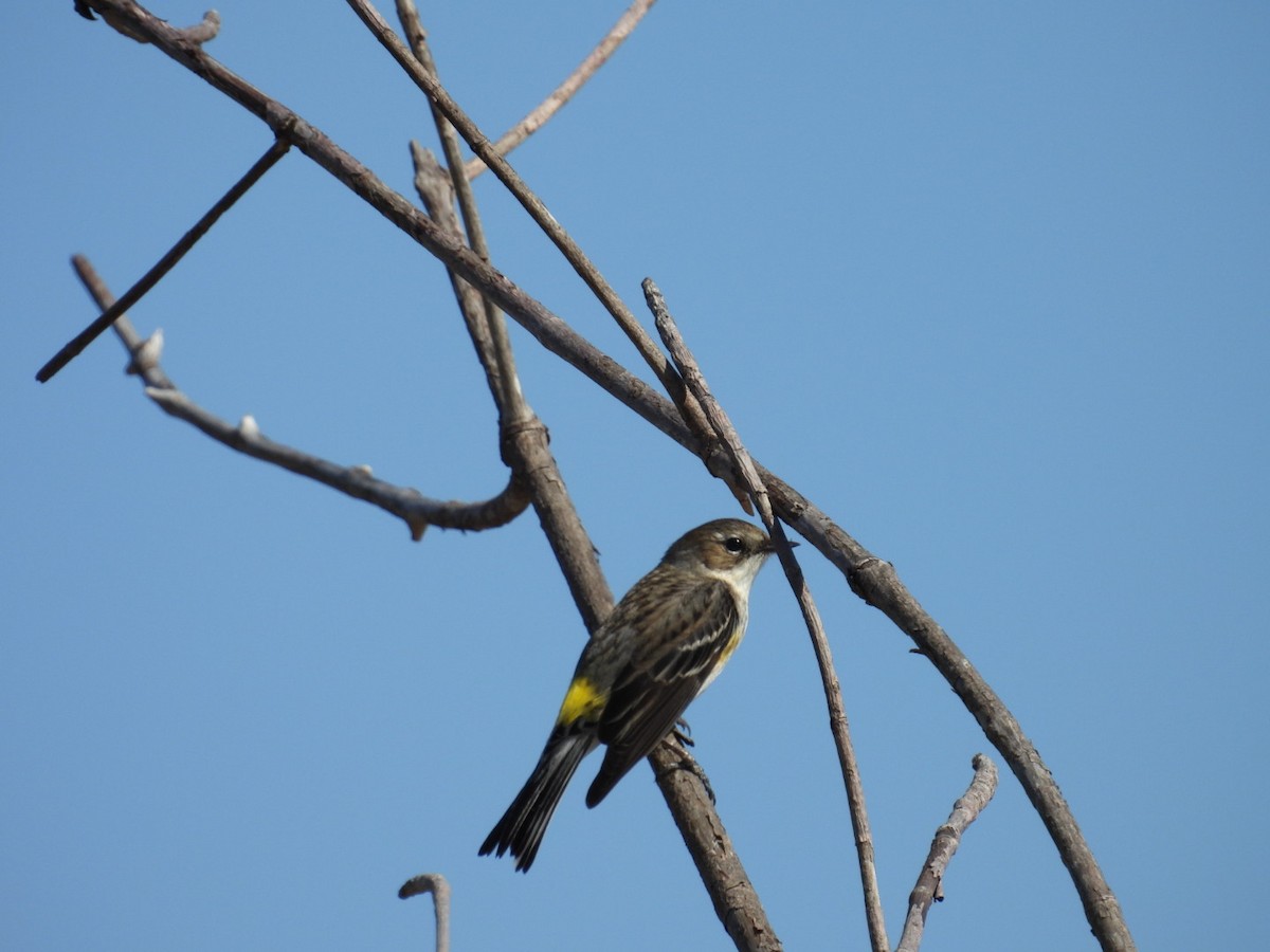 Yellow-rumped Warbler - ML630394201