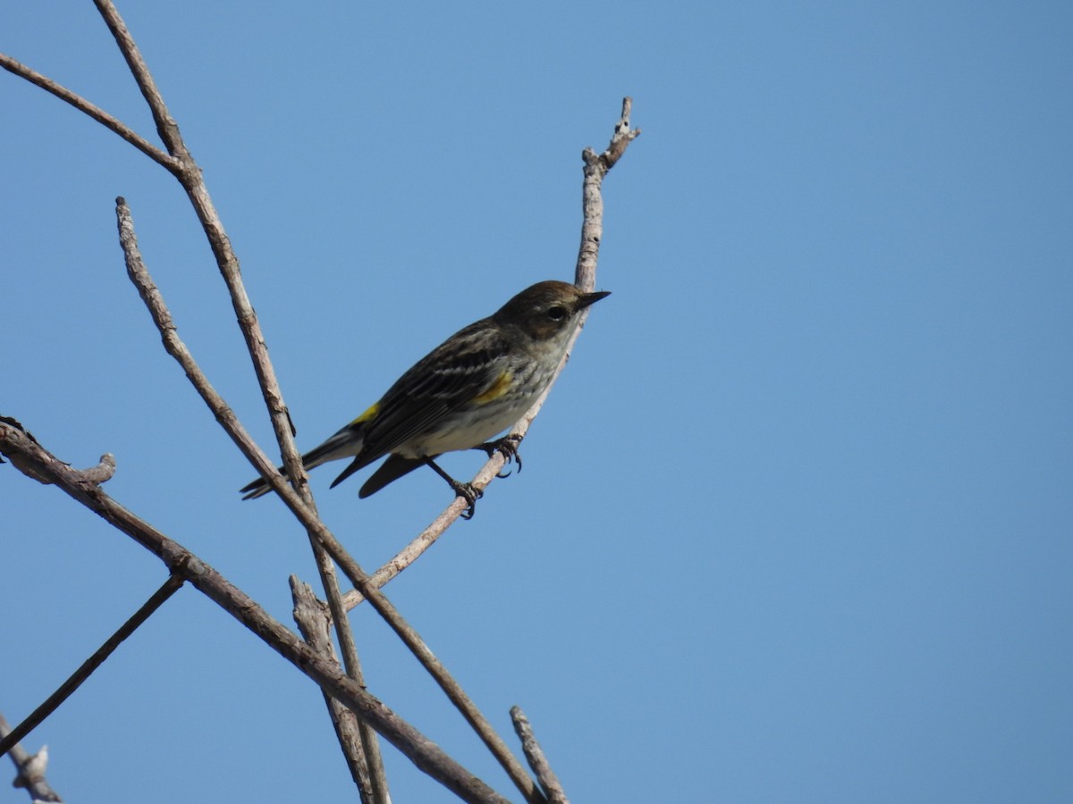 Yellow-rumped Warbler - ML630394202