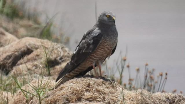 Cinereous Harrier - ML630394337