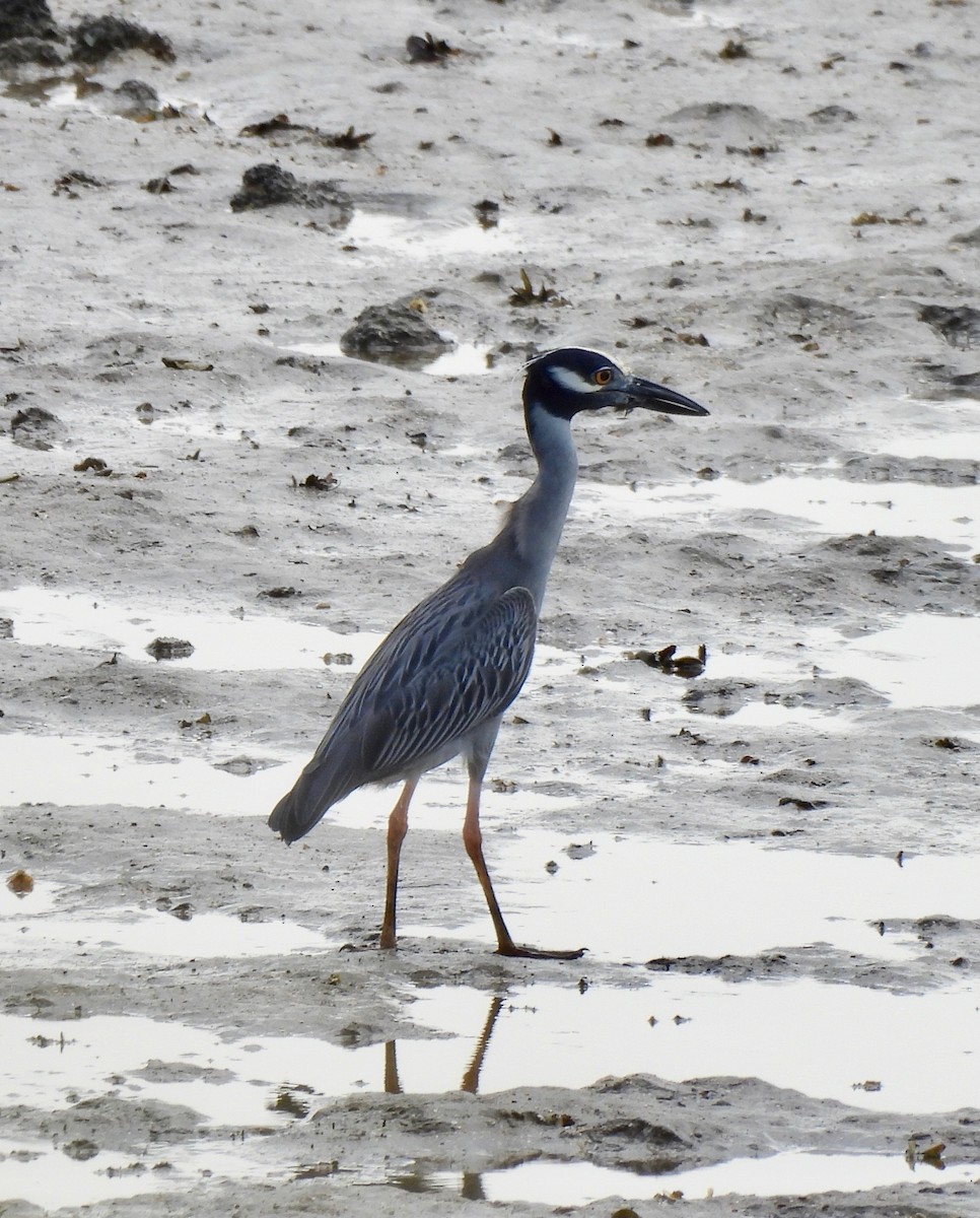 Yellow-crowned Night Heron - ML630394402