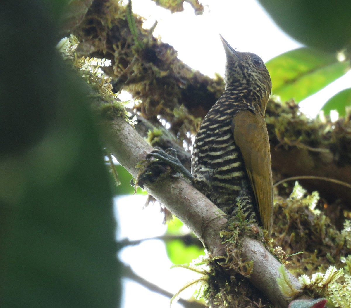 Choco Woodpecker - ML630394461