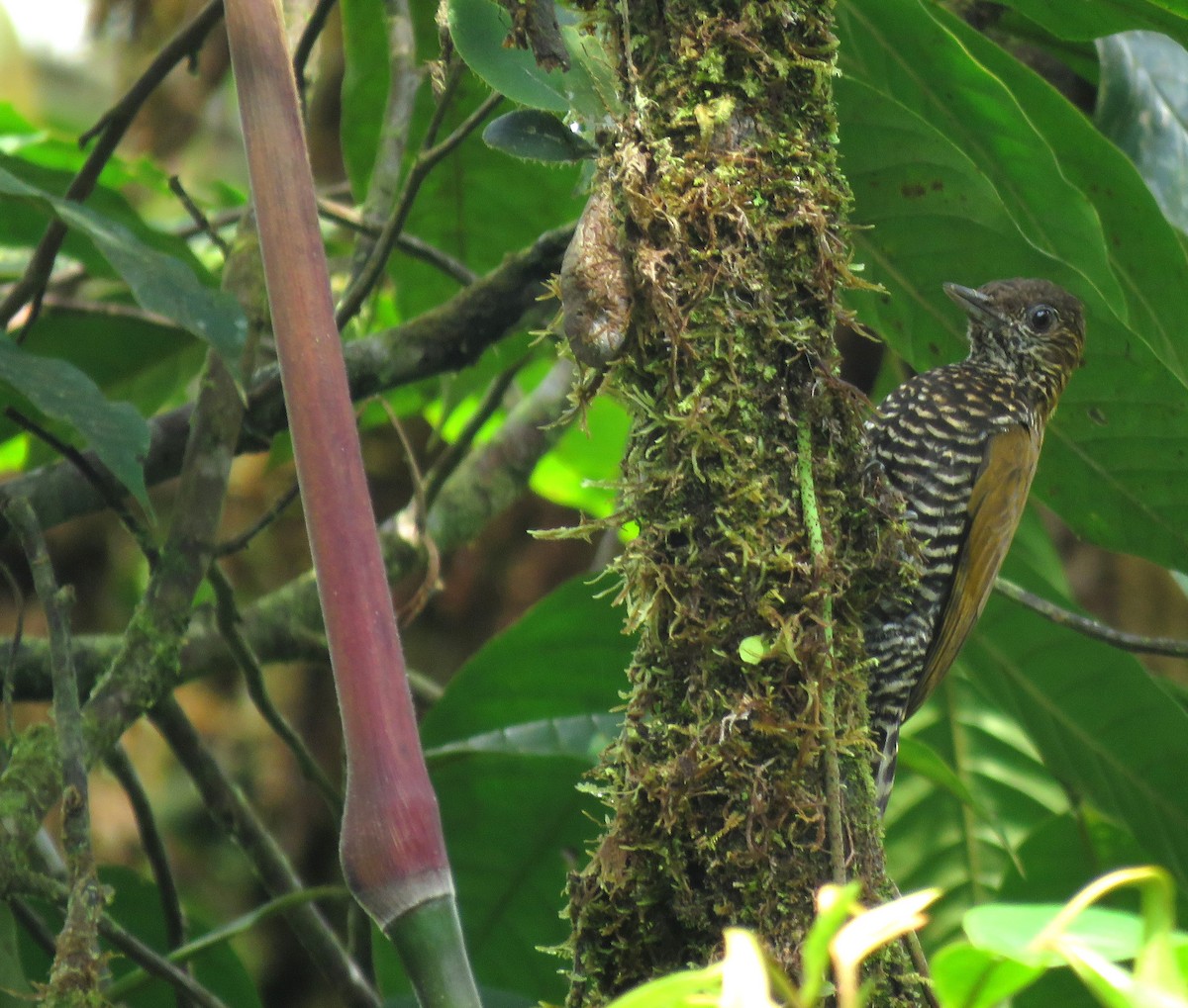 Choco Woodpecker - ML630394463