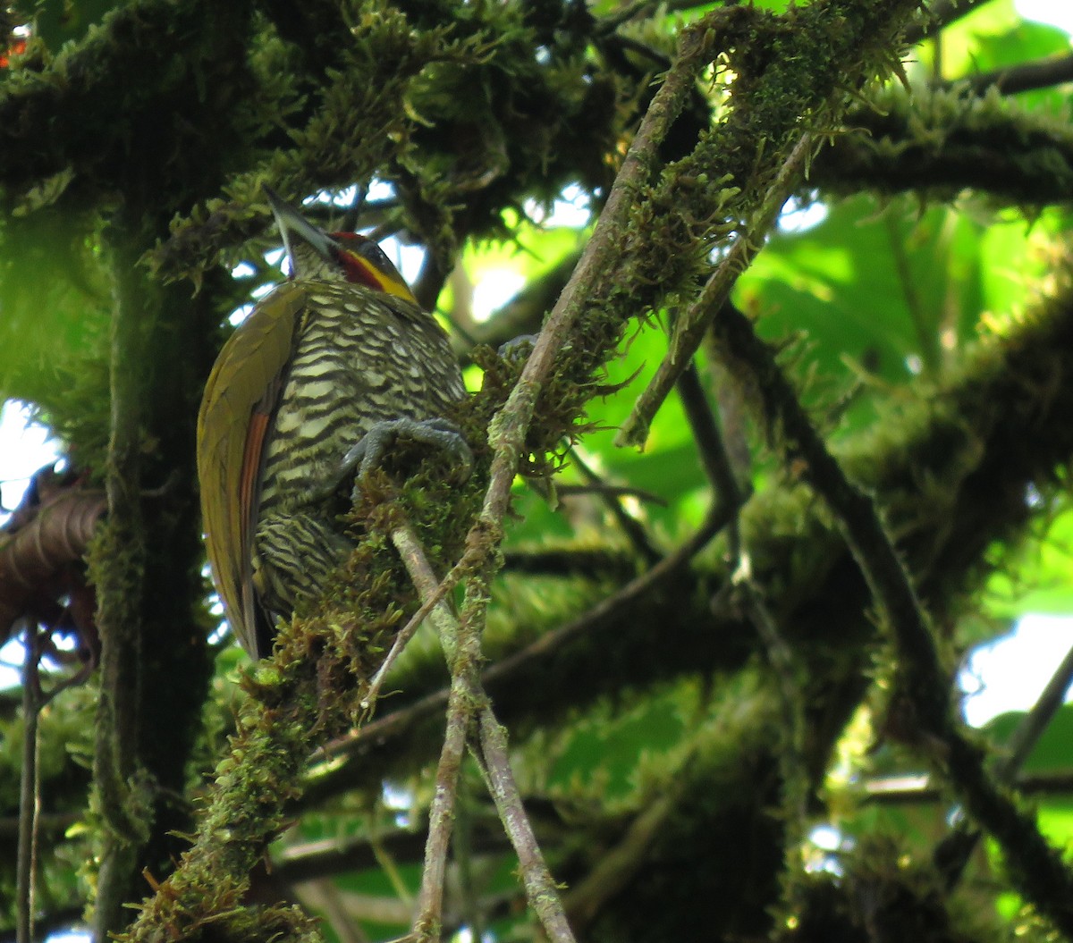 Lita Woodpecker - ML630394472