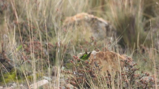 aymara citronový - ML630394496