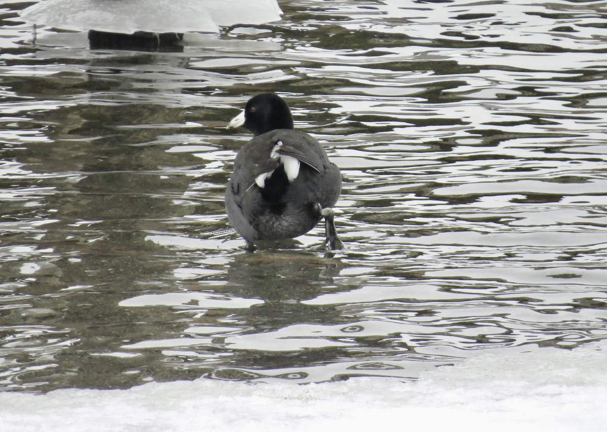 American Coot - ML630394606