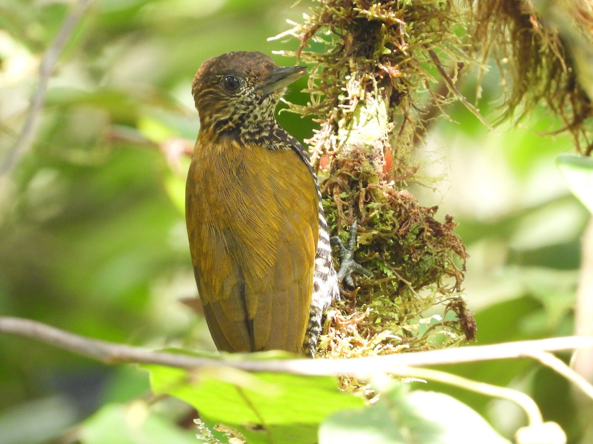 Choco Woodpecker - ML630394822