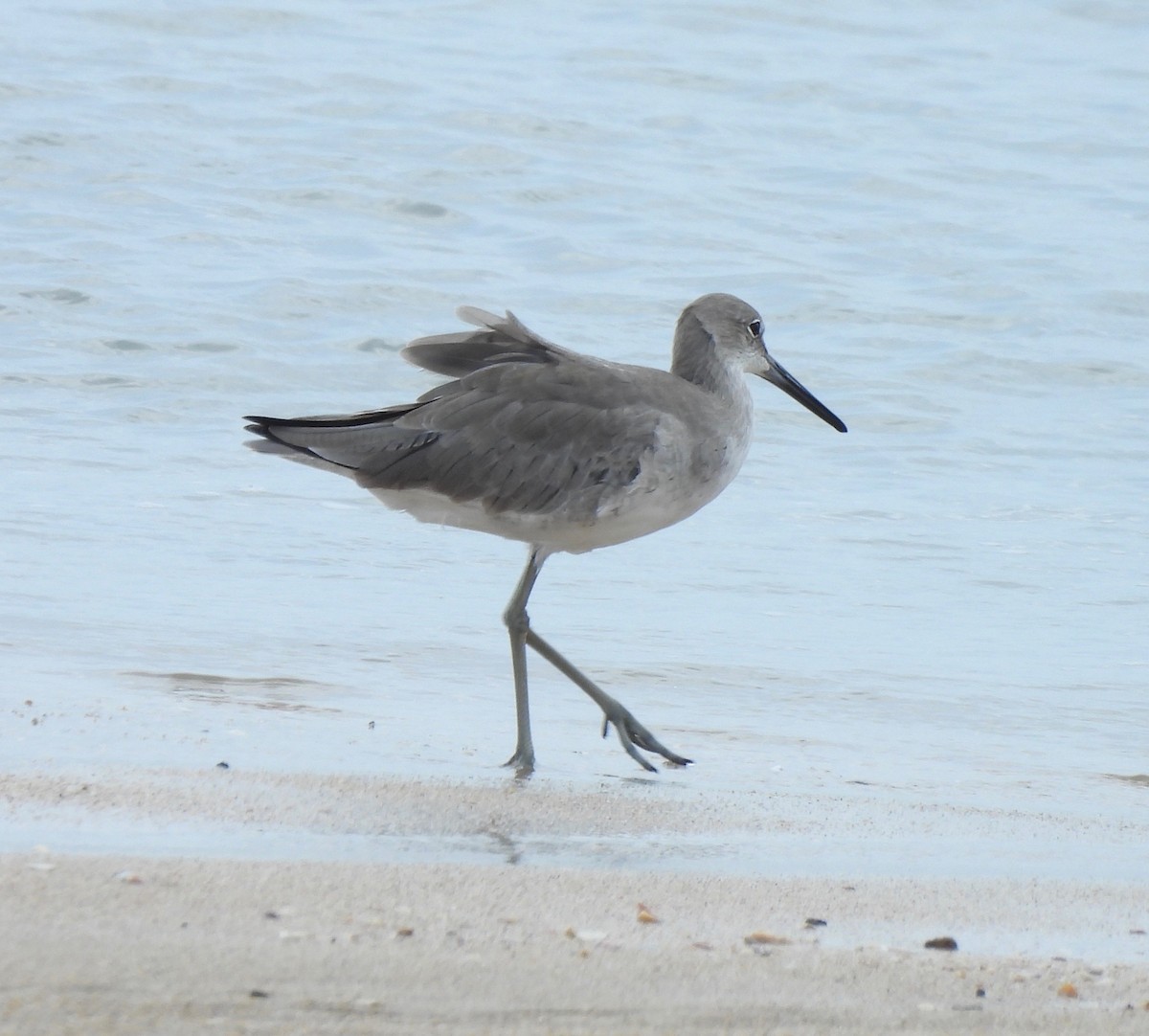 Willet - ML630394896