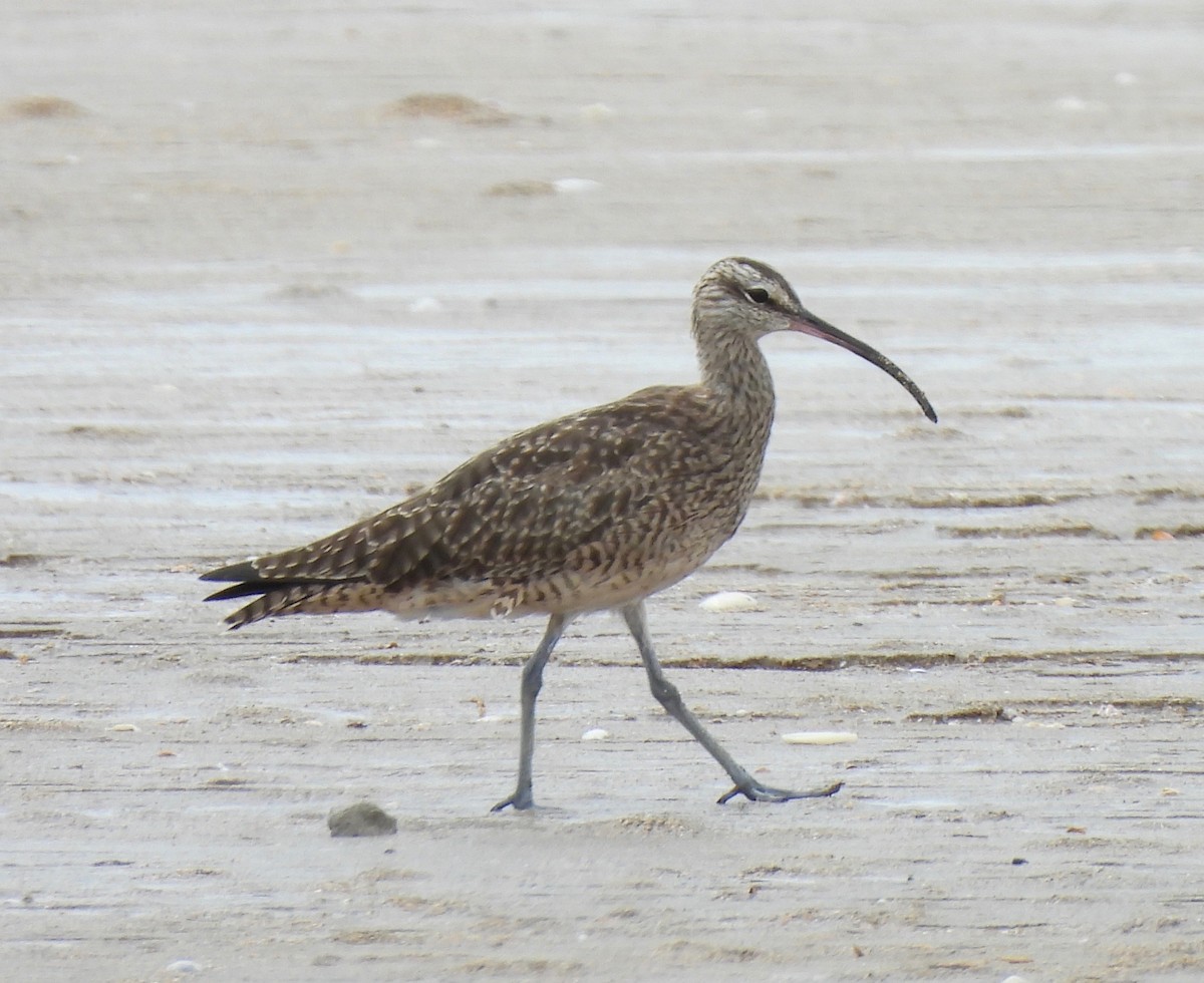 Hudsonian Whimbrel - ML630394966
