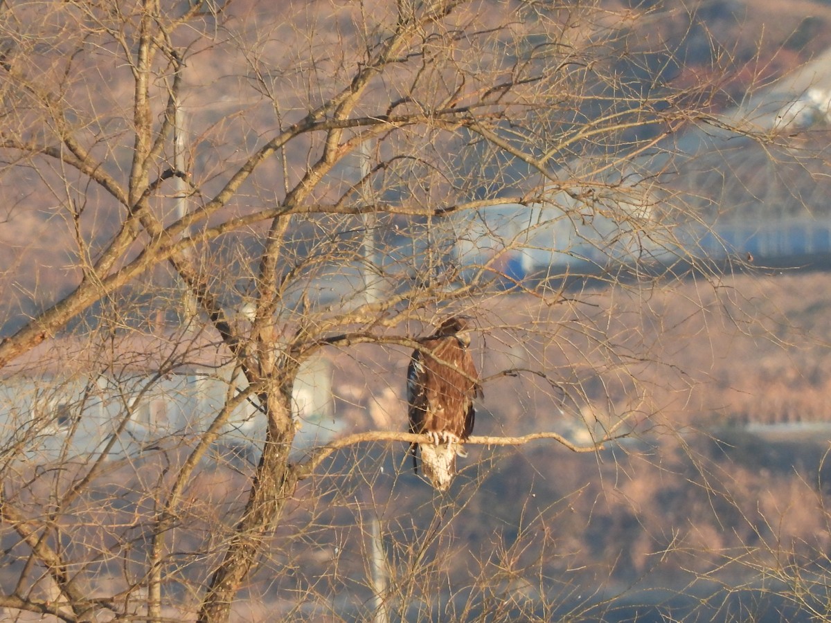 Steller's Sea-Eagle - ML630395387