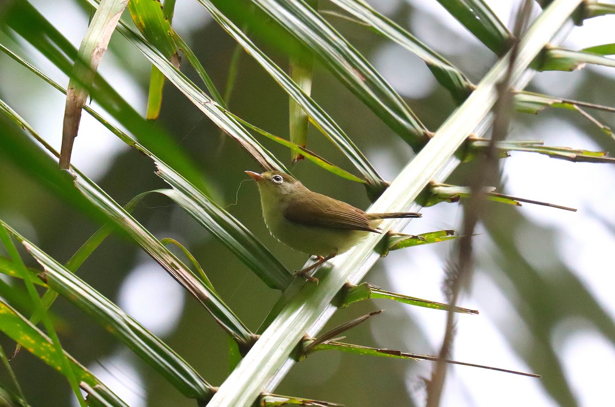 Principe White-eye - ML630395750
