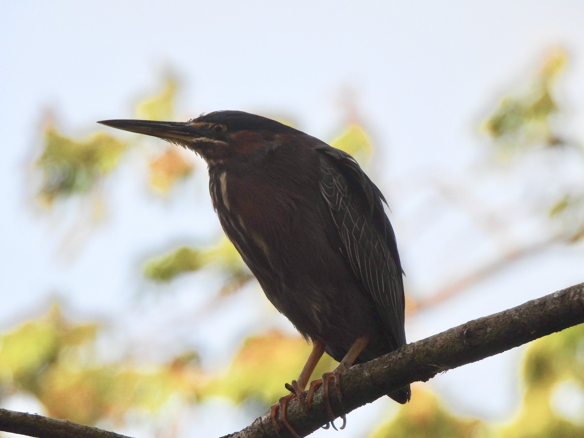 Green Heron - ML630395849