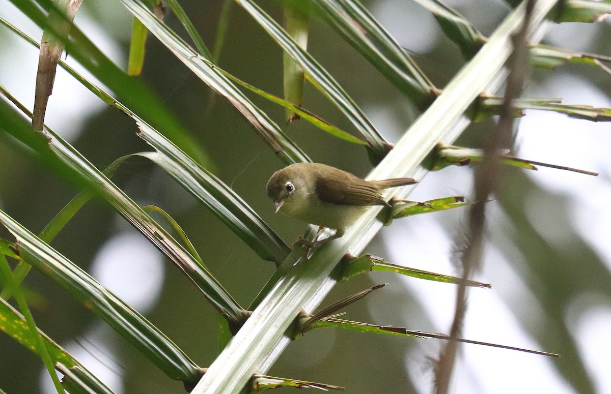 Principe White-eye - ML630395909