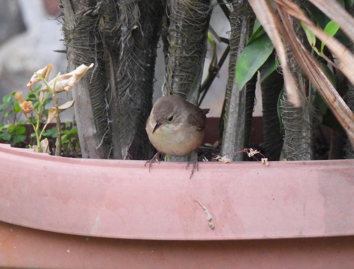 Southern House Wren - ML630396007