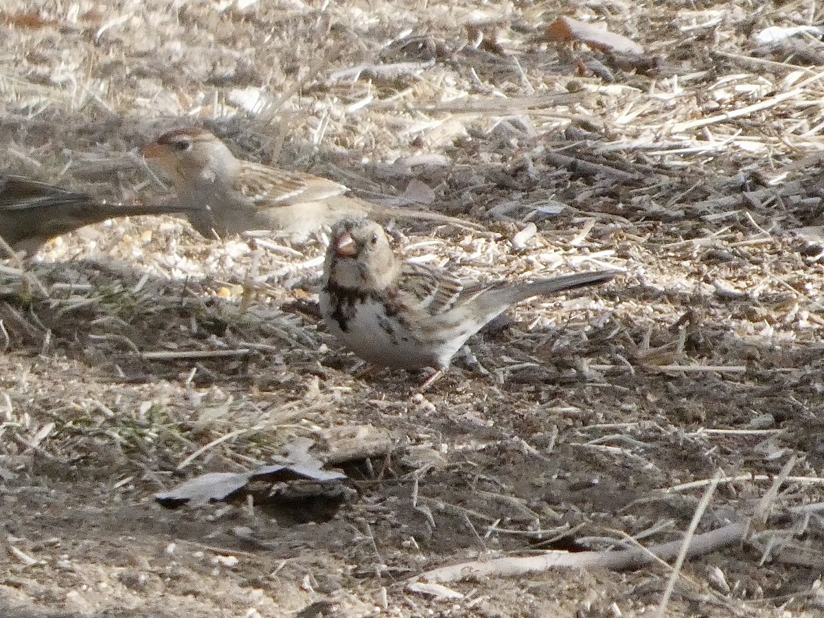 Harris's Sparrow - ML630396026