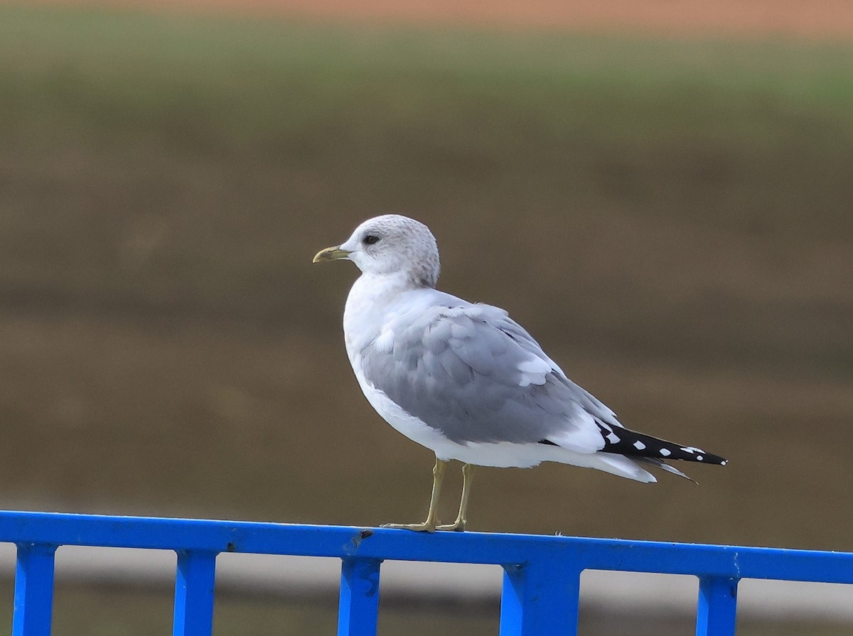 Short-billed Gull - ML630396295