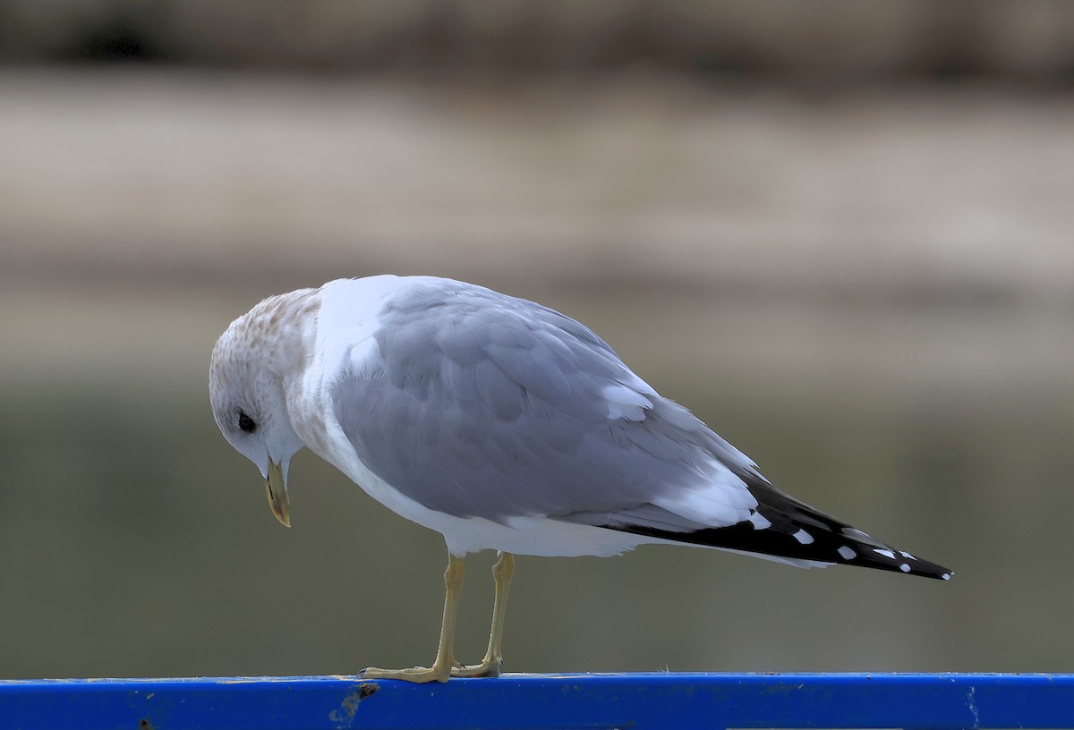 Short-billed Gull - ML630396297