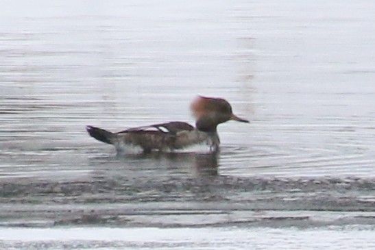 Hooded Merganser - ML630396507