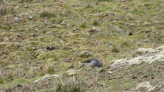 White-throated Sierra Finch - ML630396512