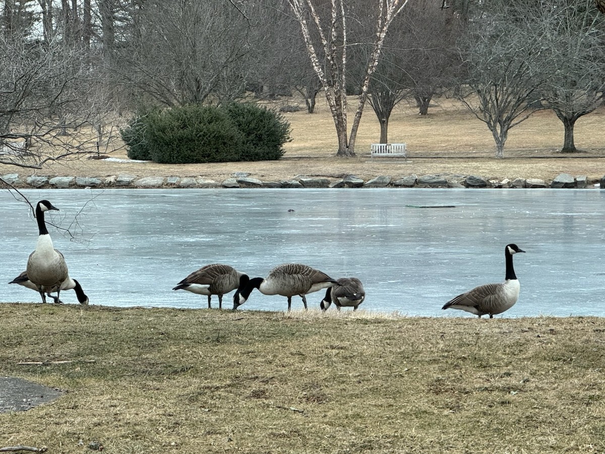 Canada Goose - ML630396552