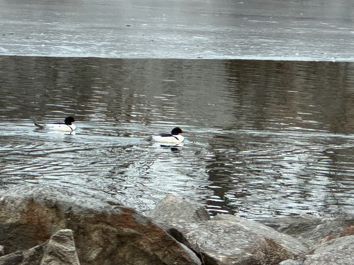Common Merganser - ML630396558