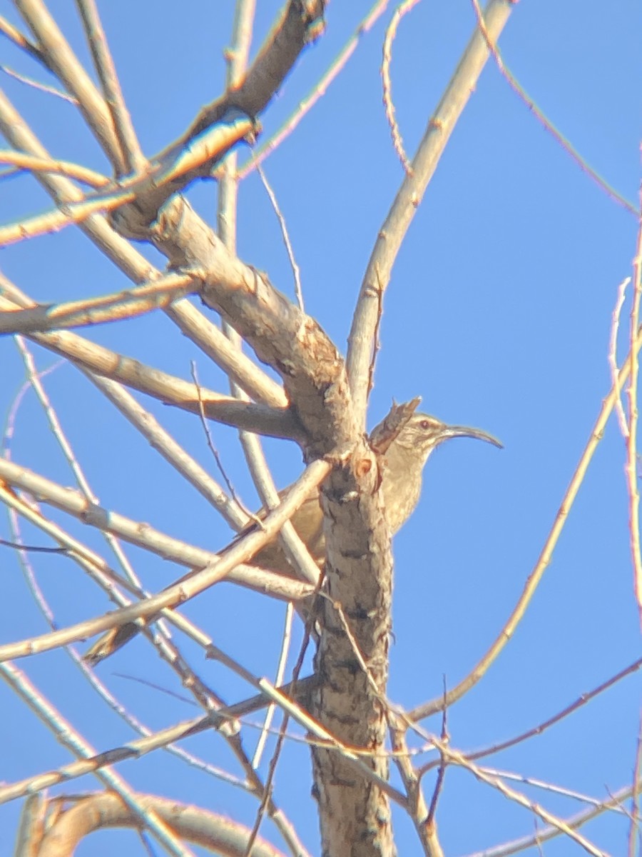 California Thrasher - ML630396656
