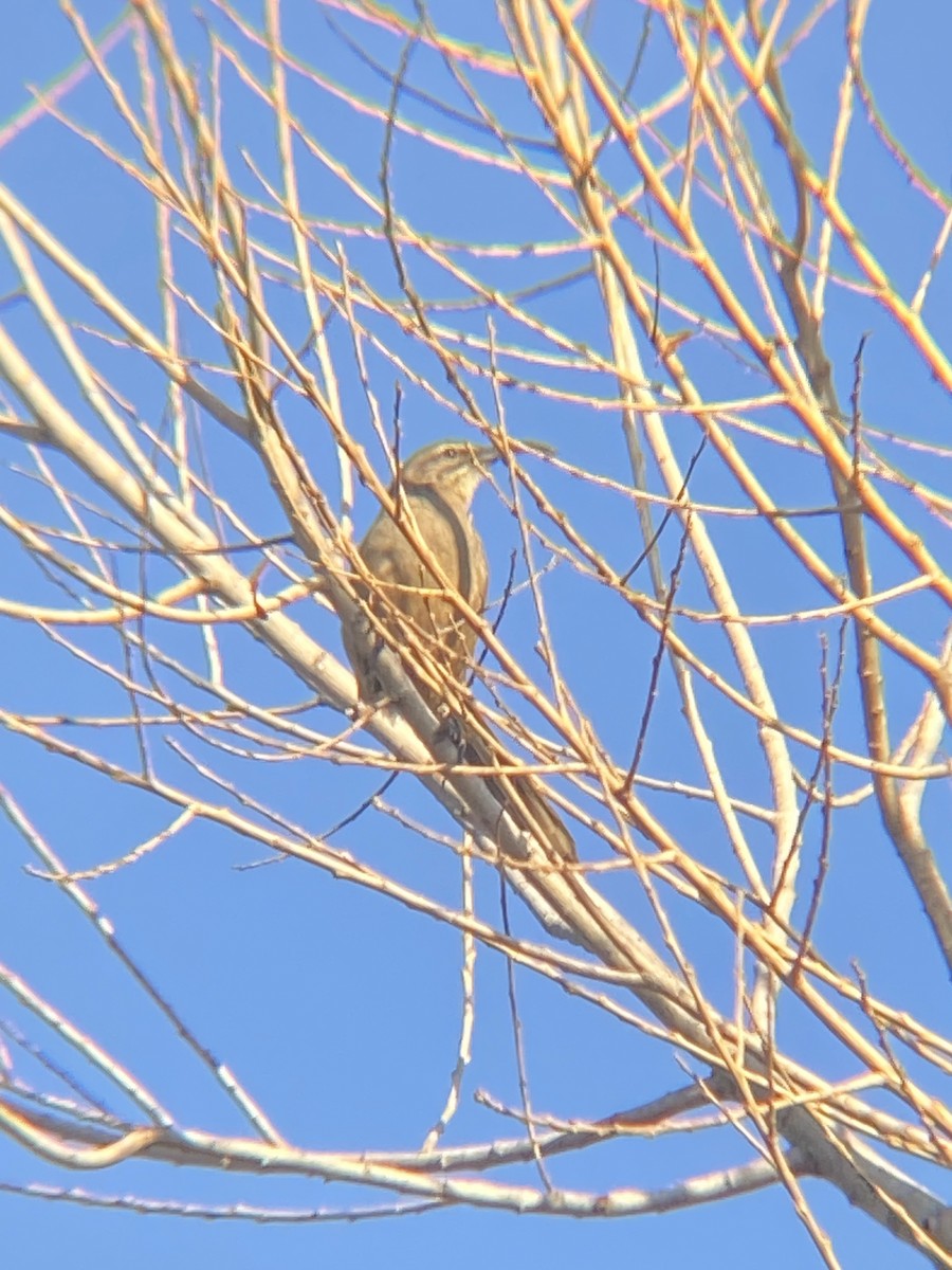 California Thrasher - ML630396657