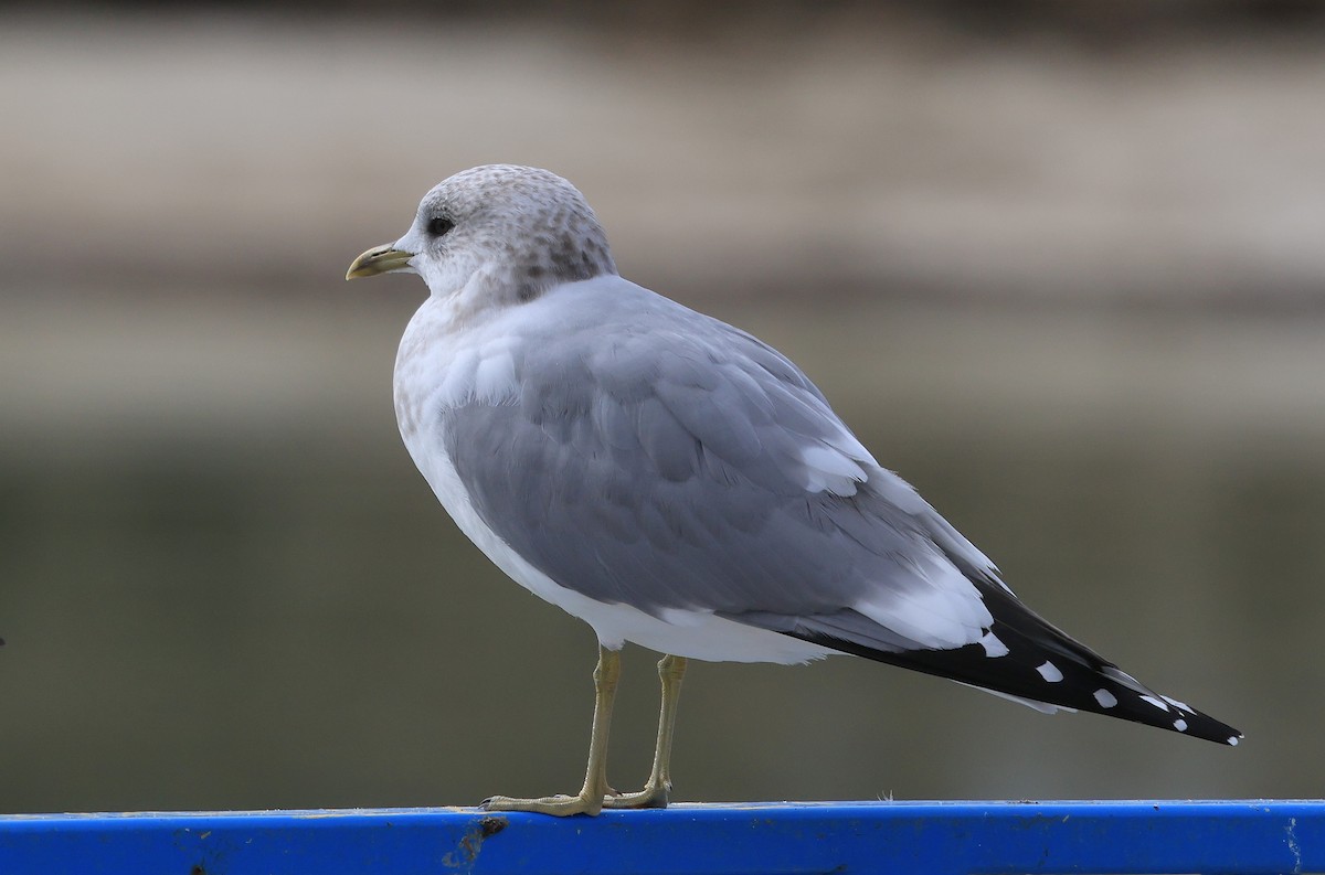 Short-billed Gull - ML630396663