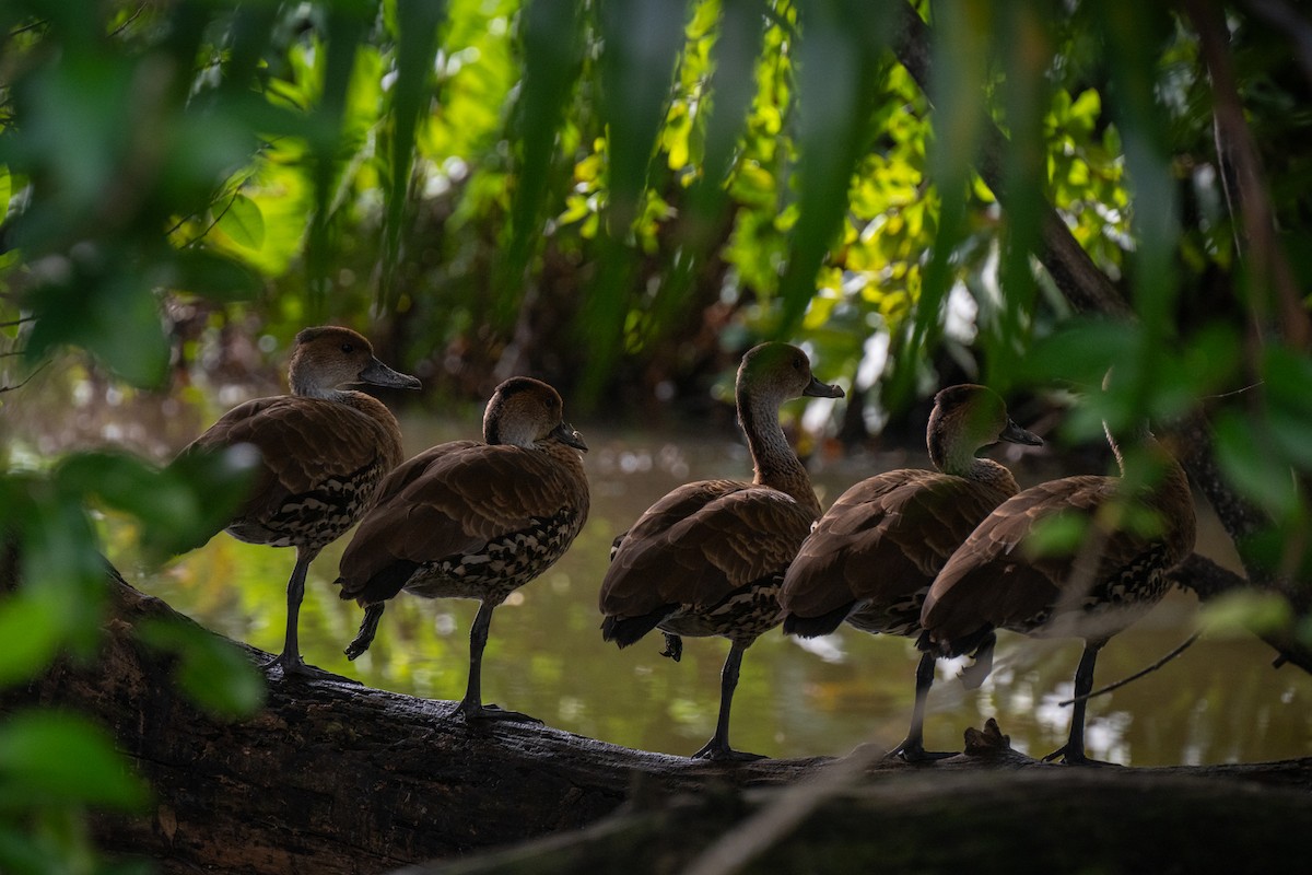 West Indian Whistling-Duck - ML630396683