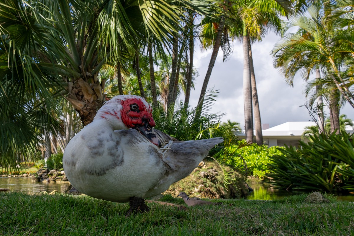 Muscovy Duck (Domestic type) - ML630396712