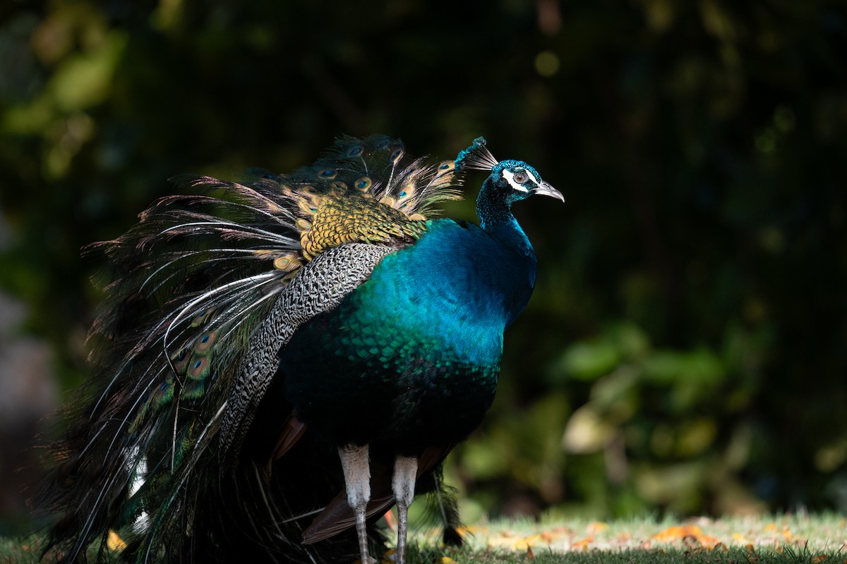 Indian Peafowl - ML630396760