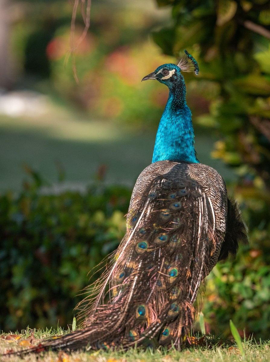 Indian Peafowl - ML630396761