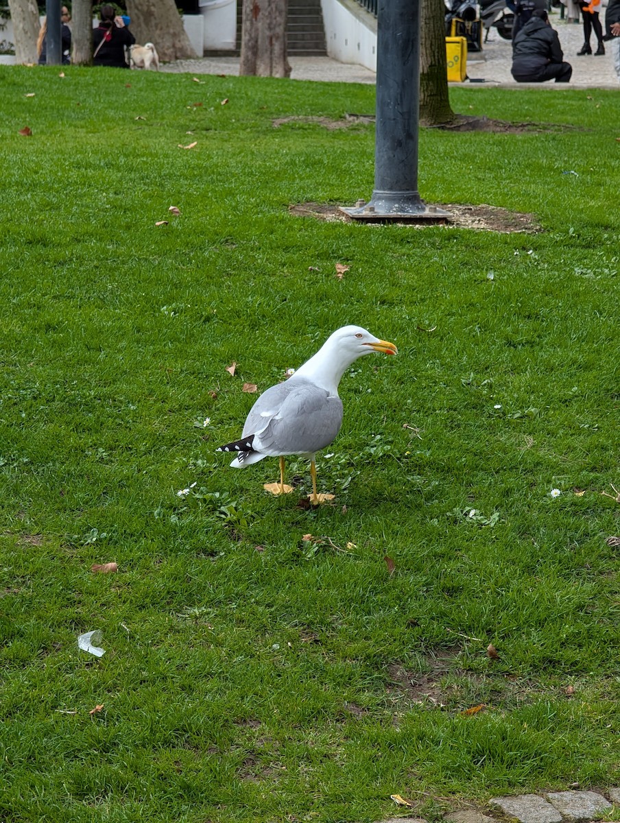 Yellow-legged Gull - ML630396796