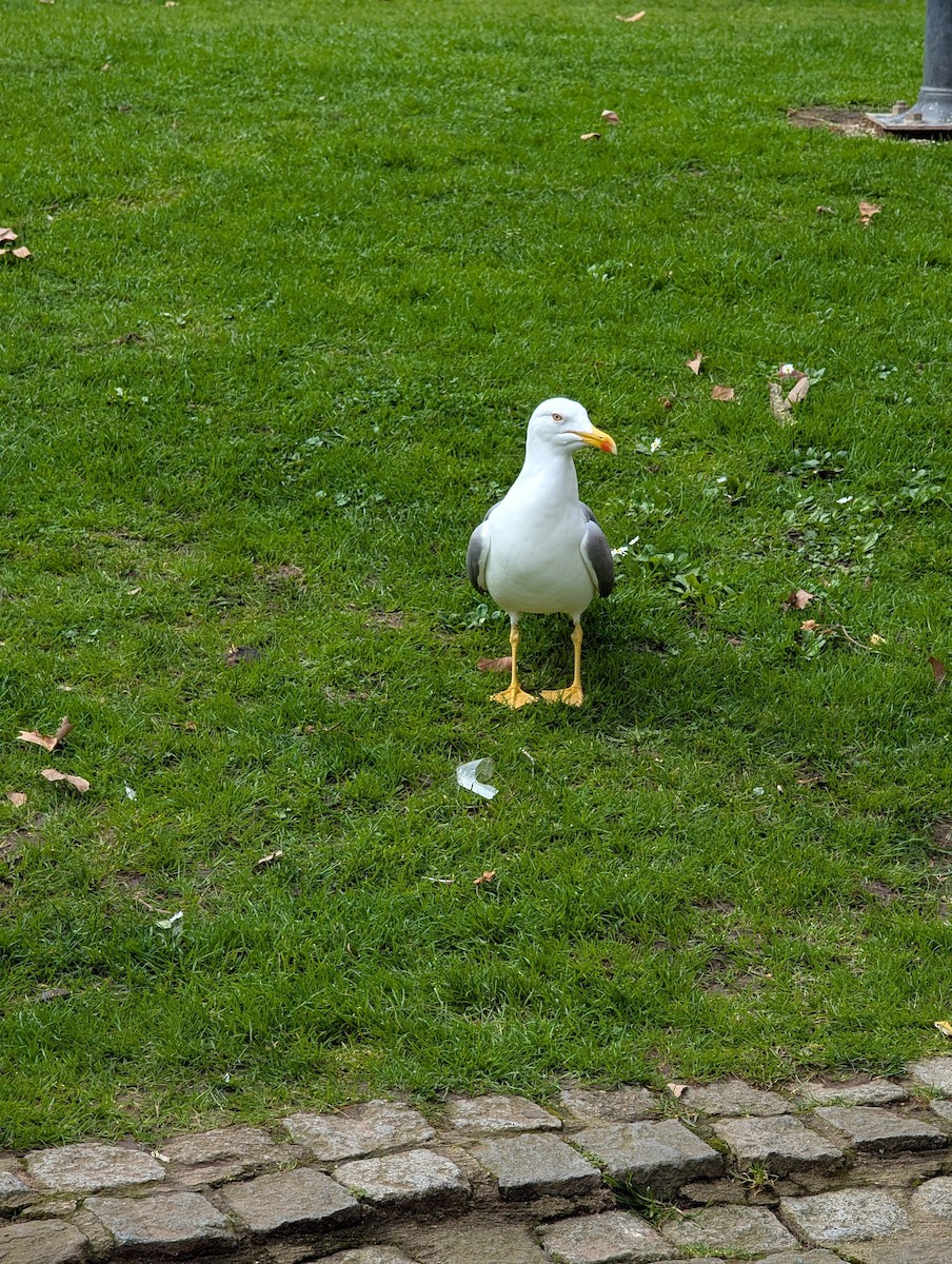 Yellow-legged Gull - ML630396797