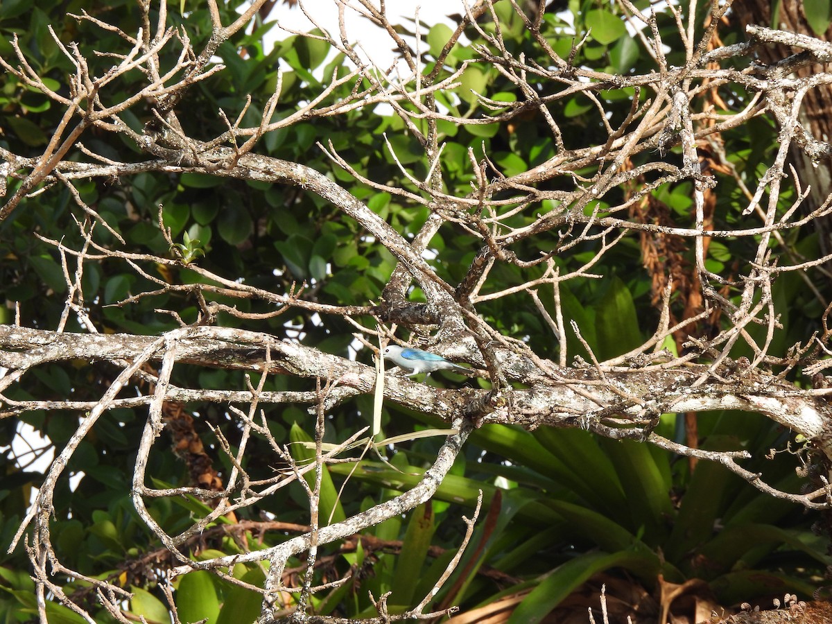 Blue-gray Tanager - ML630396897