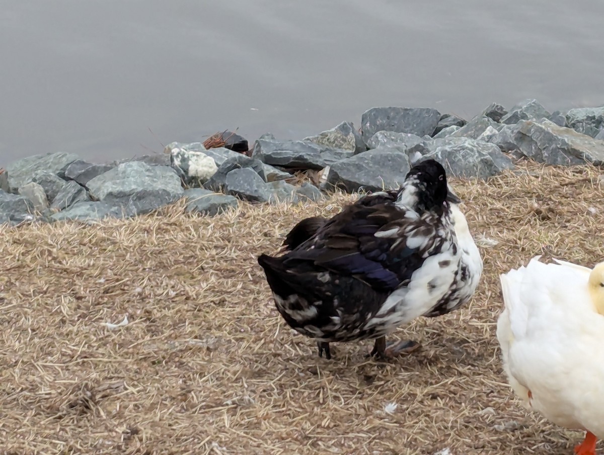 Mallard x American Black Duck (hybrid) - ML630396933