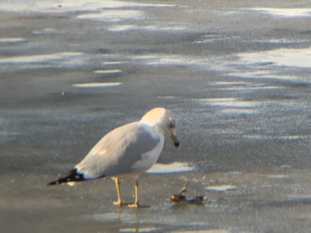 Ring-billed Gull - ML630396956