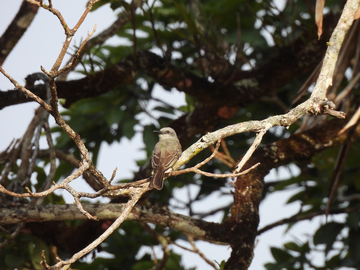 Tropical Kingbird - ML630396993