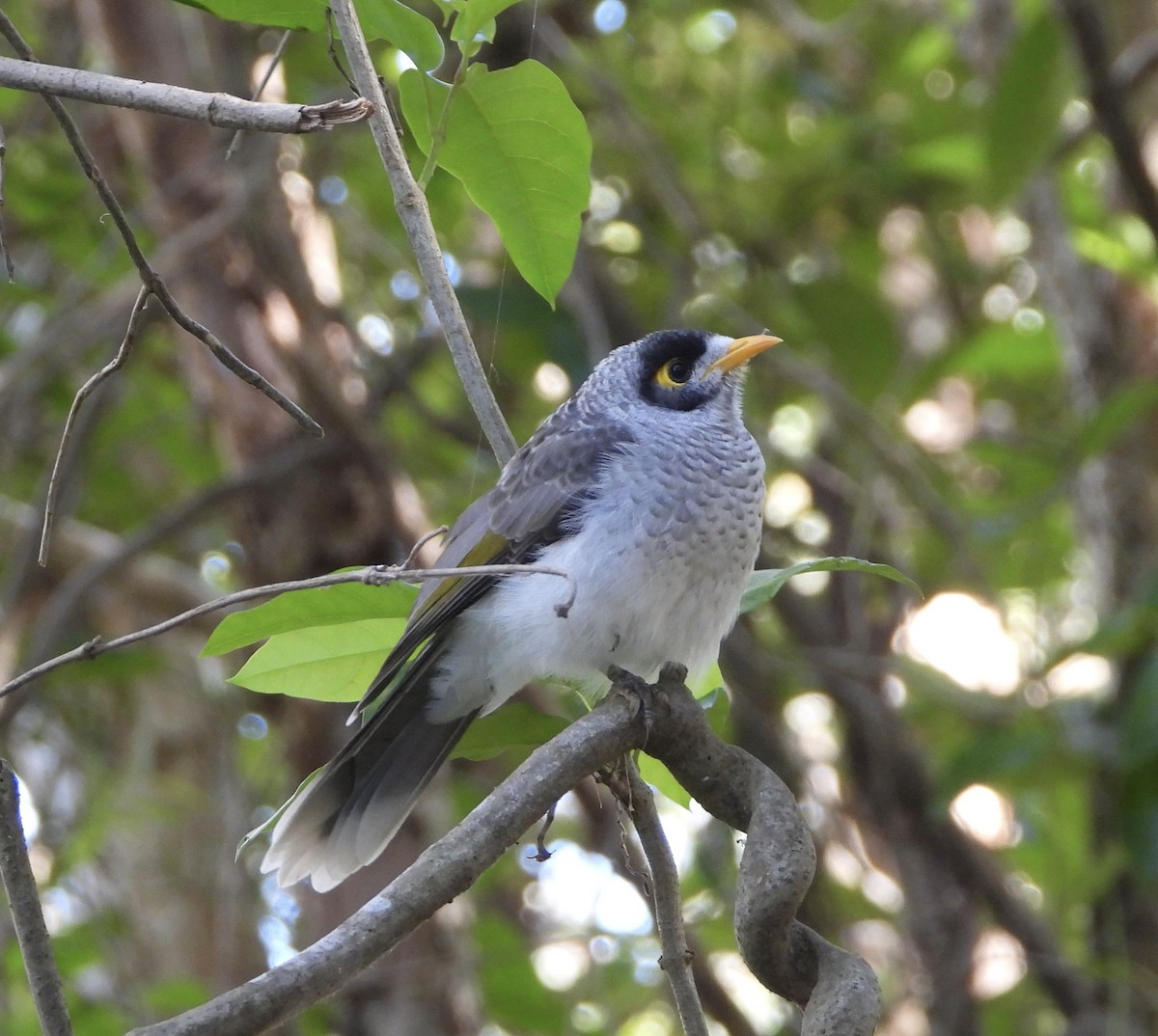 Noisy Miner - ML630397010