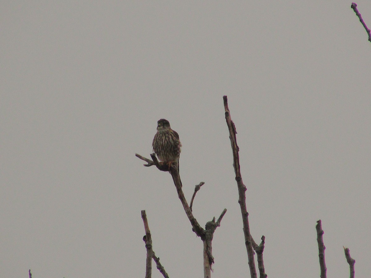 Merlin - ML630397062