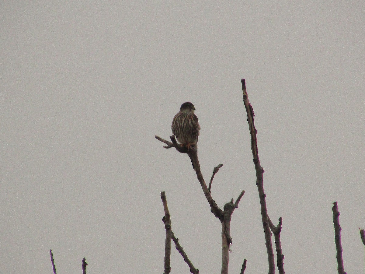 Merlin - ML630397073