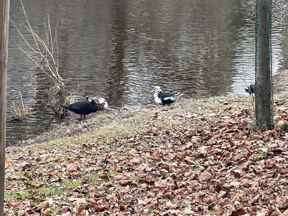 Muscovy Duck (Domestic type) - ML630397110