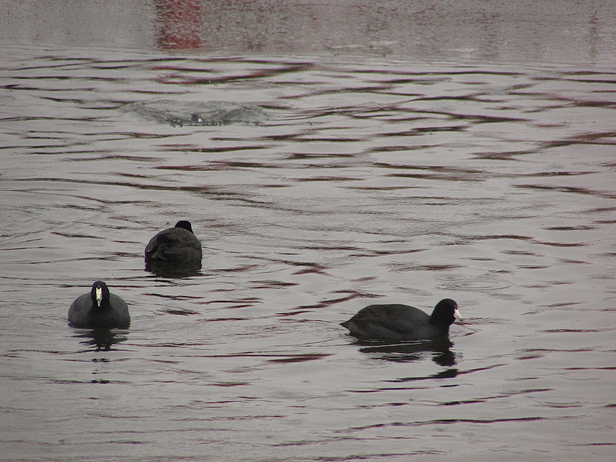 American Coot - ML630397182