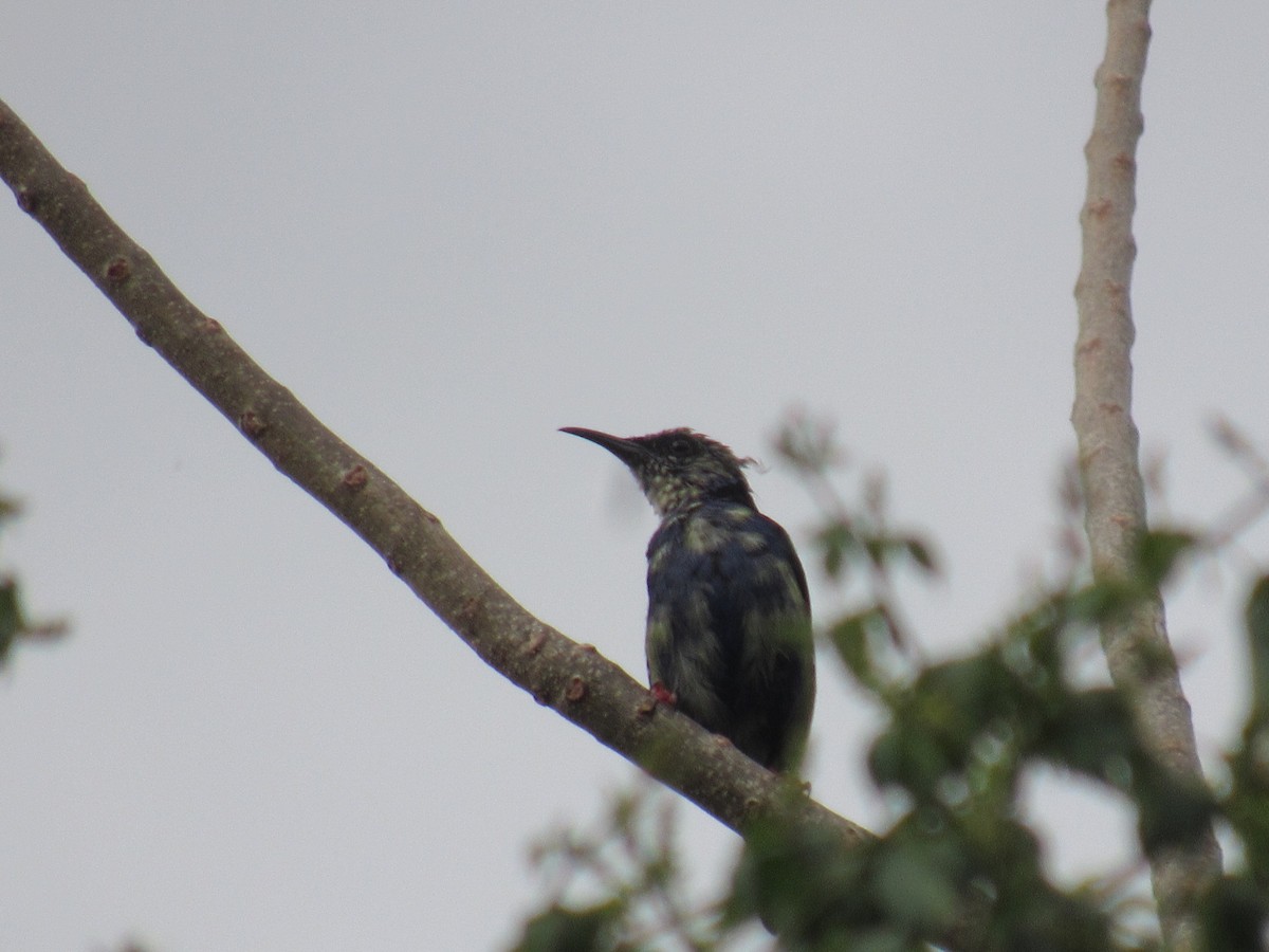 Red-legged Honeycreeper - ML630397222