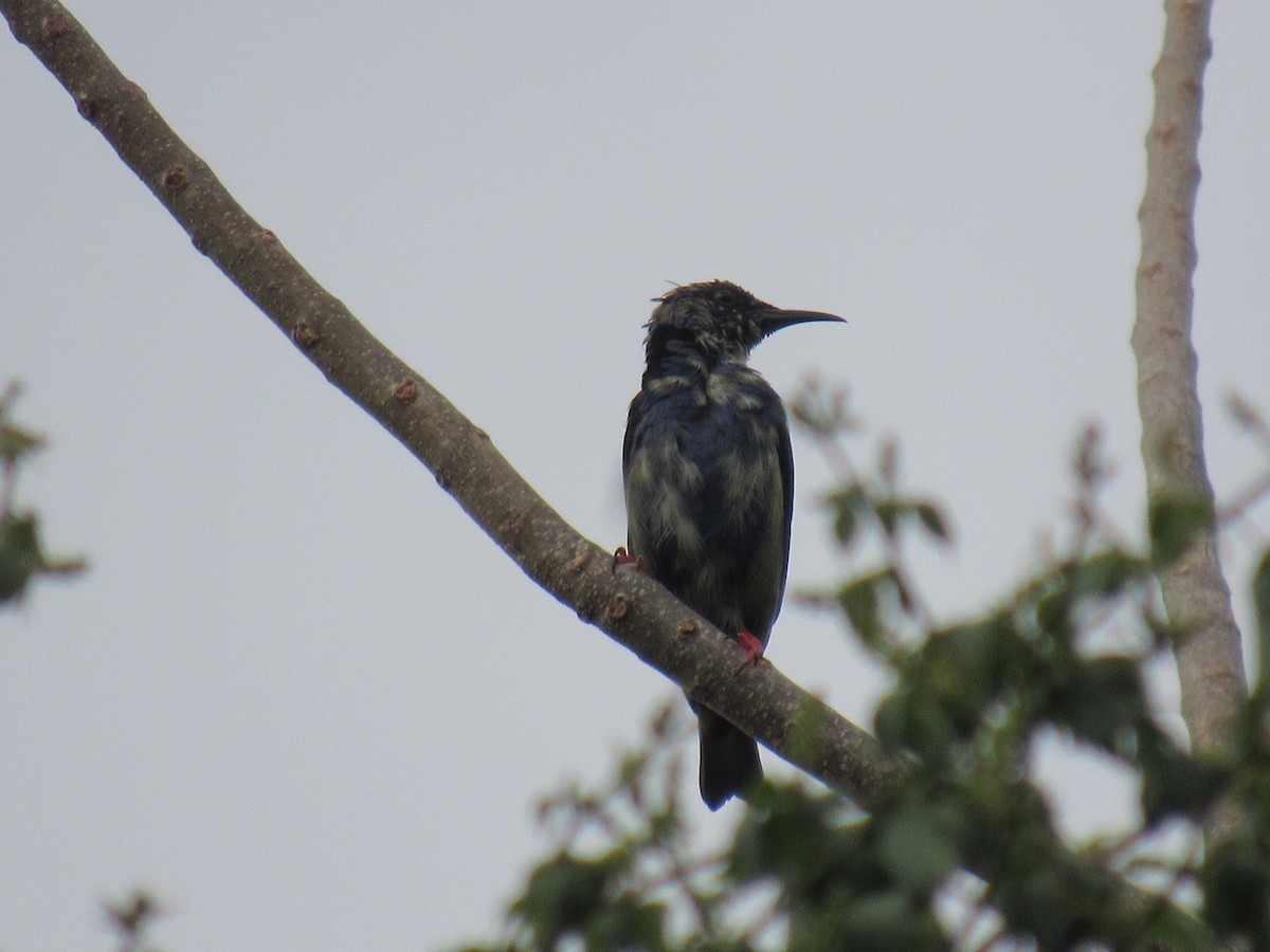 Red-legged Honeycreeper - ML630397224